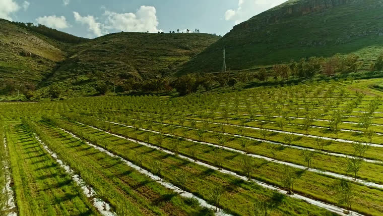 Rows of trees in an orchard at the foot of the hills, in sunshine.